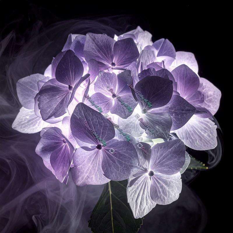 Hortensie Im Nachtnebel-CP