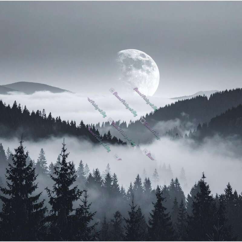 Wald Im Nebel-CP