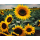Field of Sunflowers (3 Teiler)