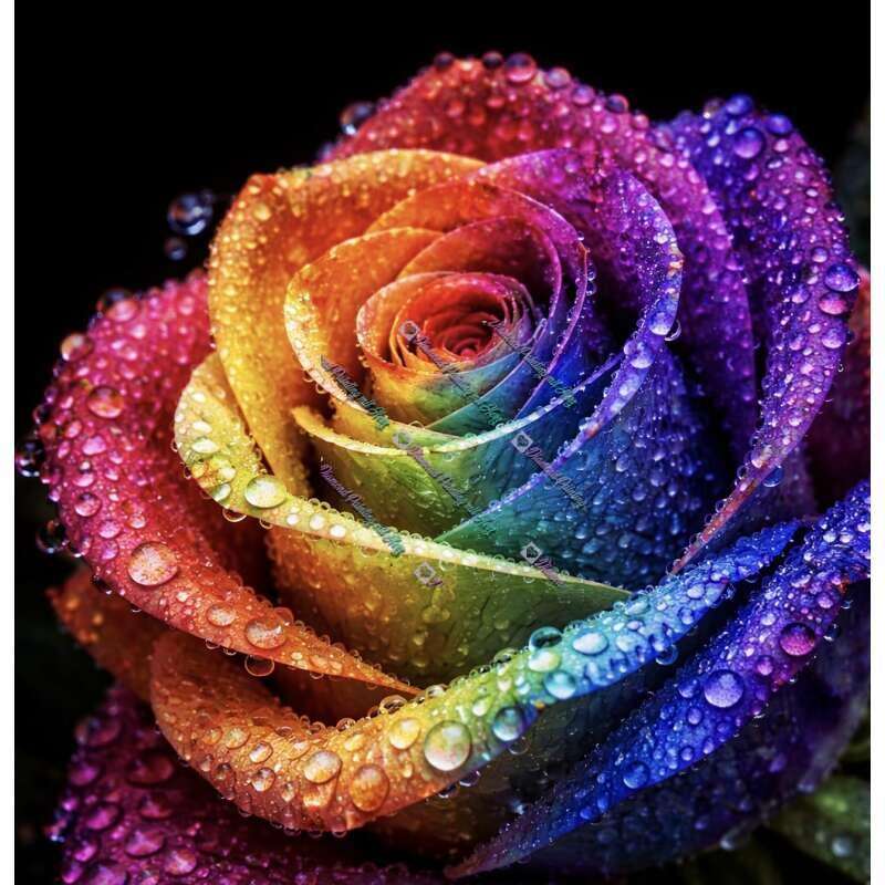 Taublume Rose-CP