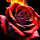 brennende Rose - STRASS