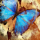 Schmetterling in Blau - STRASS