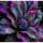 Florales Grau-CP