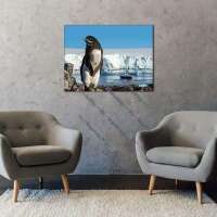 Junger Pinguin