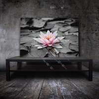 Seerose