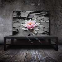 Seerose