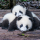 Panda Babys