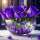 Austausch FD (Eckig) Purple Roses
