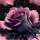 Austausch FD (eckig) Dark Sky Rose