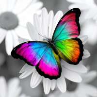 Farbenfroh auf der Blume (Fairy Dust)