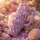 Strassbecher Pink-CP