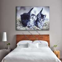 Katzenbabys