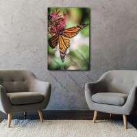 Schmetterling Orange