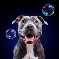 Bubblefreunde-CP